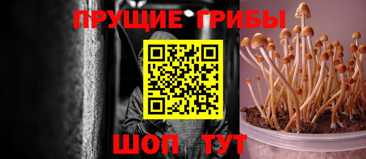 Псилоцибиновые грибы Psilocybine cubensis Красный Сулин